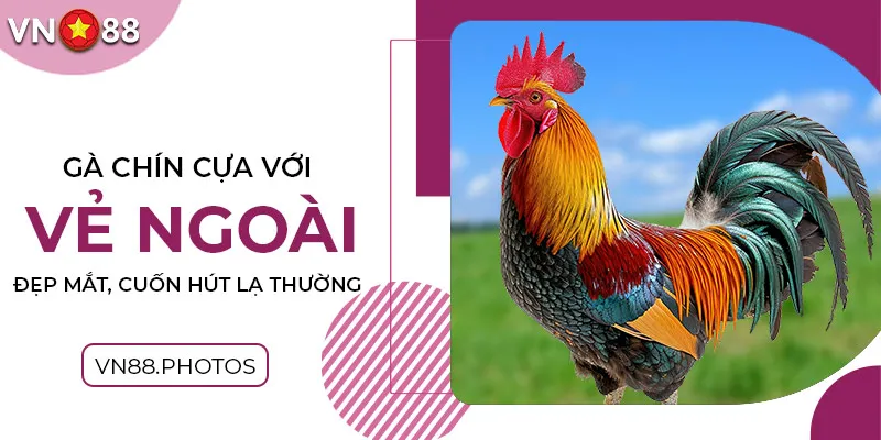 Gà chín cựa với vẻ ngoài đẹp mắt, cuốn hút lạ thường