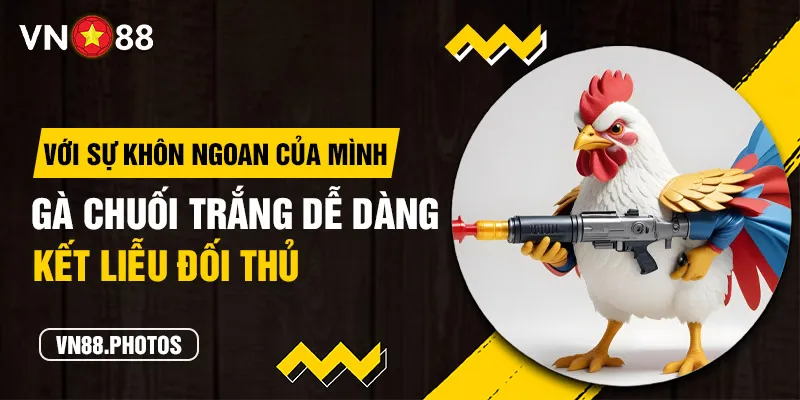 Với sự khôn ngoan của mình, gà chuối trắng dễ dàng kết liễu đối thủ